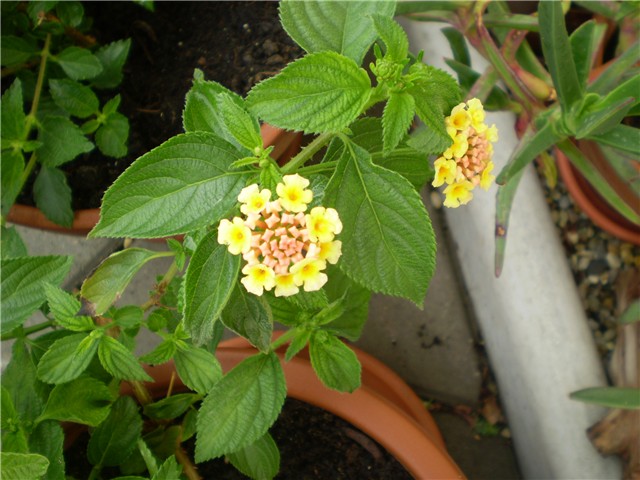 lantana